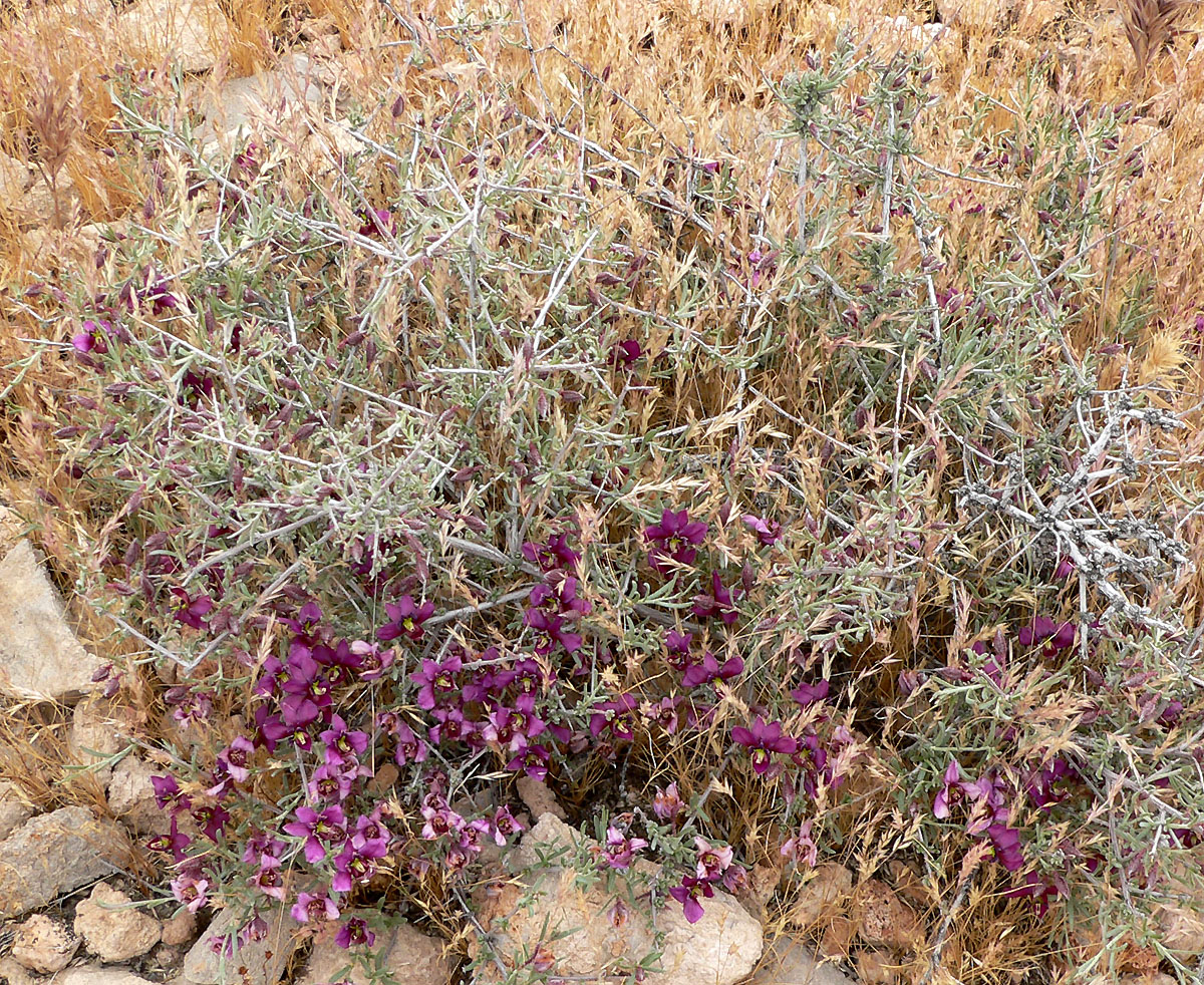 Littleleaf Ratany, Krameria erecta