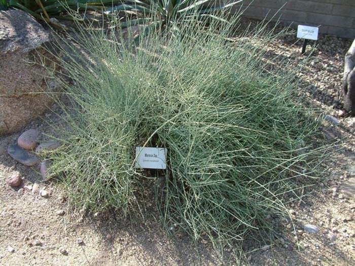 Nevada Jointfir, Ephedra nevadensis