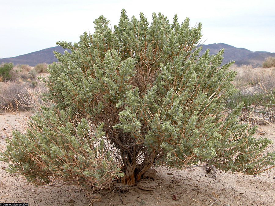 Shadscale, Atriplex confertifolia