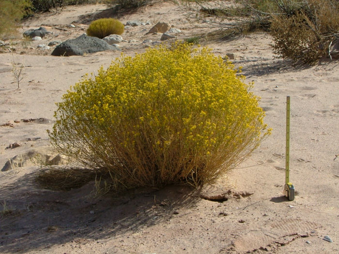 Threadleaf Snakeweed, Gutierrezia microcephala