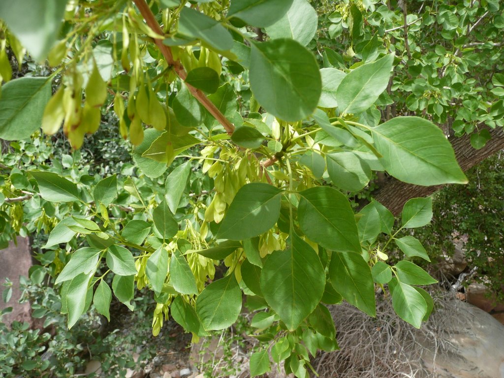 Velvet Ash, Fraxinus velutina